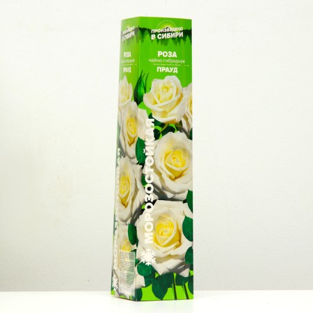 Sahenian Rosa Tea-Hybride "Praud", 1 pc, spring 2024-1