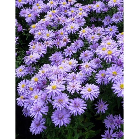 Alpine Astra "Lady In Blue", P9 pot, 1 pc, spring 2024