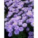 Alpine Astra "Lady In Blue", P9 pot, 1 pc, spring 2024