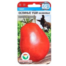 Seed Tomat 