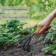Looser, length 25 cm, wooden handle, Greengo