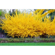 Sahenian Forsythia Intermediate 