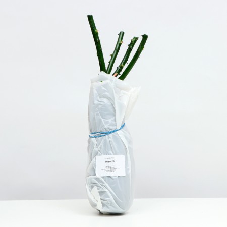 Waterfish seedling "Amadeus", 1 pc, spring 2024-3