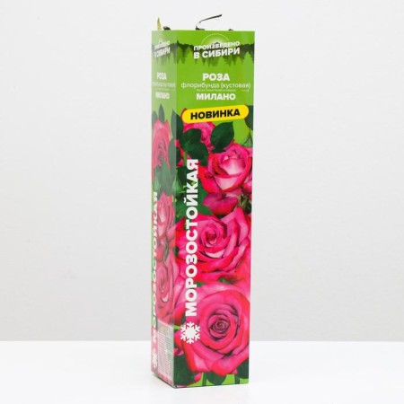 Milano rose seedling 1 pc, spring 2021