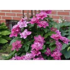 Clematis large-flowered May Darling, C2 pot, H20-40 height, 1 pc, summer 2024