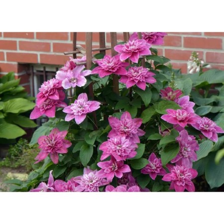 Clematis large-flowered May Darling, C2 pot, H20-40 height, 1 pc, summer 2024