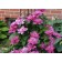 Clematis large-flowered May Darling, C2 pot, H20-40 height, 1 pc, summer 2024