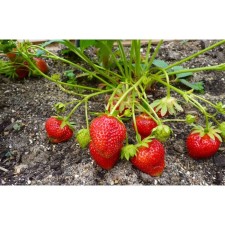 Strawberry Garden Darselect, P9 Pot, 1 pc, summer 2024