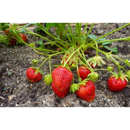 Strawberry Garden Darselect, P9 Pot, 1 pc, summer 2024