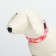 Collar with Militari's backlight 3 glow modes Size S, Osh 22-40 x 2.5 cm pink