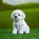 Garden figure "Puppy of the Westhelend Terrier" 14x11cm