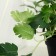 Bonsai in the pot "Fragrant geranium" 18x17 cm