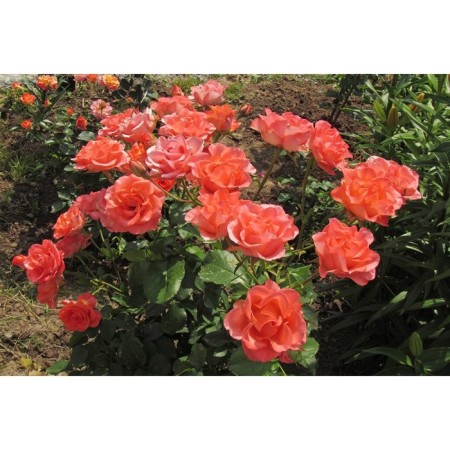 Seedling rosa wow, 1 pc, spring 2024