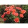 Seedling rosa wow, 1 pc, spring 2024