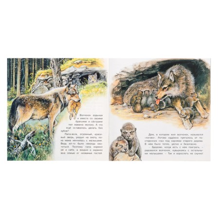 We know the world around us "The Adventures of the Wolf"-1