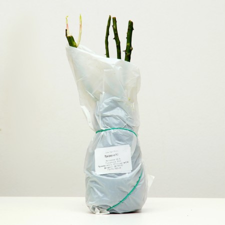 Rosa seedlings Prefero Spring 2024, 1 pc.-3