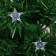 Fibrooptic Christmas tree "Star" 90 cm 80 branches