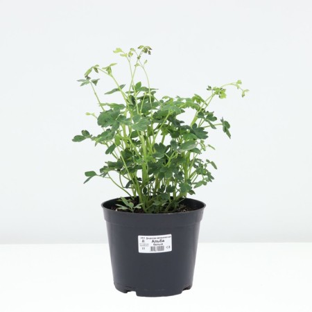 Doculter Great Alba, C3 Pot, 1 pc, Summer 2024-2