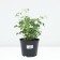 Doculter Great Alba, C3 Pot, 1 pc, Summer 2024