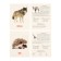 Training cards "Wild animals"