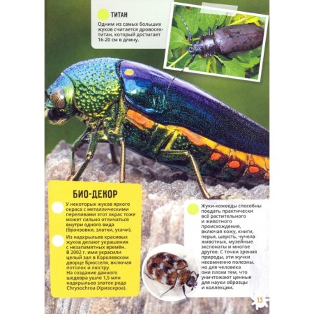 Dinosaurs. World Ocean. Insects and spider -shaped. Animals-16