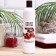 Shower gel Dream Nature "Wild Cherry" 400 ml
