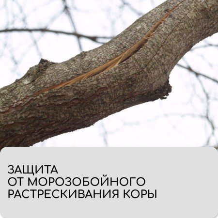 Бинт садовый, 10 × 0,08 м, плотность 60 г/м², спанбонд с УФ-стабилизатором, белый, Greengo, Эконом 20%-6