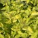 Deren white aurea, c2 pot, H10-50 height, 1 pc, summer 2024