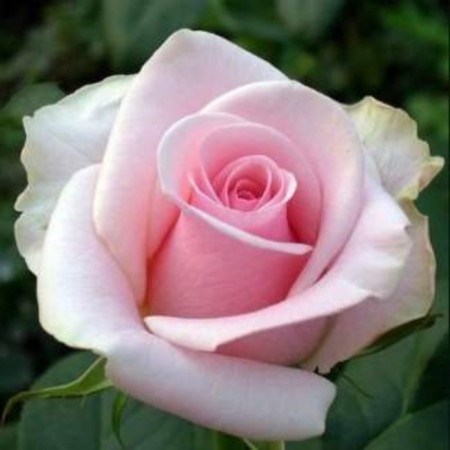 Seedling rose tea-hybrid "Pink Avange", 1 pc, spring 2024
