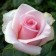Seedling rose tea-hybrid "Pink Avange", 1 pc, spring 2024