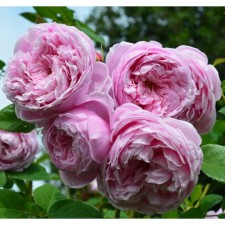 Seedling rose English park 