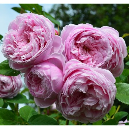 Seedling rose English park "Spit of Frida", tube, 1 pc, spring 2025