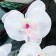 Artificial flowers "Orchid Falenopsis" 8x80 cm, white