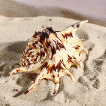 Decorative shell, 7-11 cm