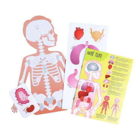 Velcro game "My Body", Anatomy-3