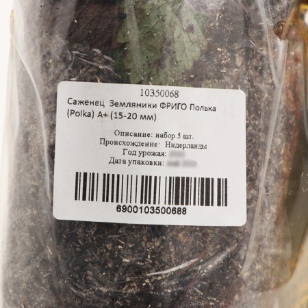 Strawberry Frigo Polka seedlings (Polka) a+ (15-20 mm), 5 pcs-3