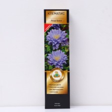 Clematis large -flowered suite 
