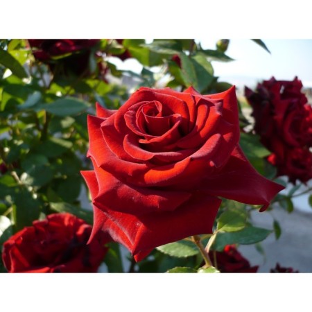 Rose Explorer, spring 2024, 1 pc.