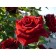 Rose Explorer, spring 2024, 1 pc.