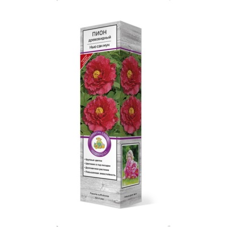 Pion tree pion (vaccinated for grassy) "New San Moon" 1 pc, tube, spring 2025-3