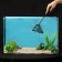 Aquarium net 10 cm, black
