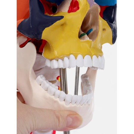Matcage "Skull with the brain" Disassembly 27*19*12cm-6
