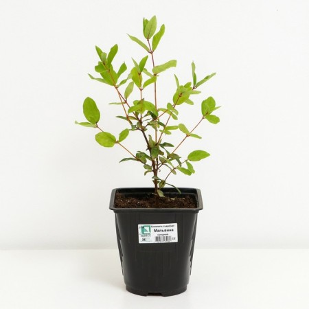 Honeysuckle edible Malvina, C2 pot, H20-40 Height, 1 pc, summer 2024-1