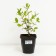 Honeysuckle edible Malvina, C2 pot, H20-40 Height, 1 pc, summer 2024