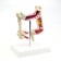 Mettle of the "intestines" 19*15cm