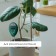Soil meter 3 in 1: for moisture, acidity, illumination, color mix, Greengo