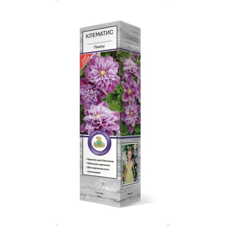 Clematis large -flowered "Pijila" 1 pc, tube, spring 2025