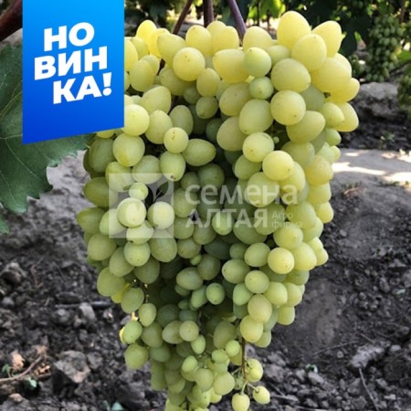 Grapes are very early (100-110 days) Kishmish is incredible