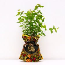 Sage of Spirea Manon, P9 pot, summer 2024