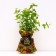 Sage of Spirea Manon, P9 pot, summer 2024